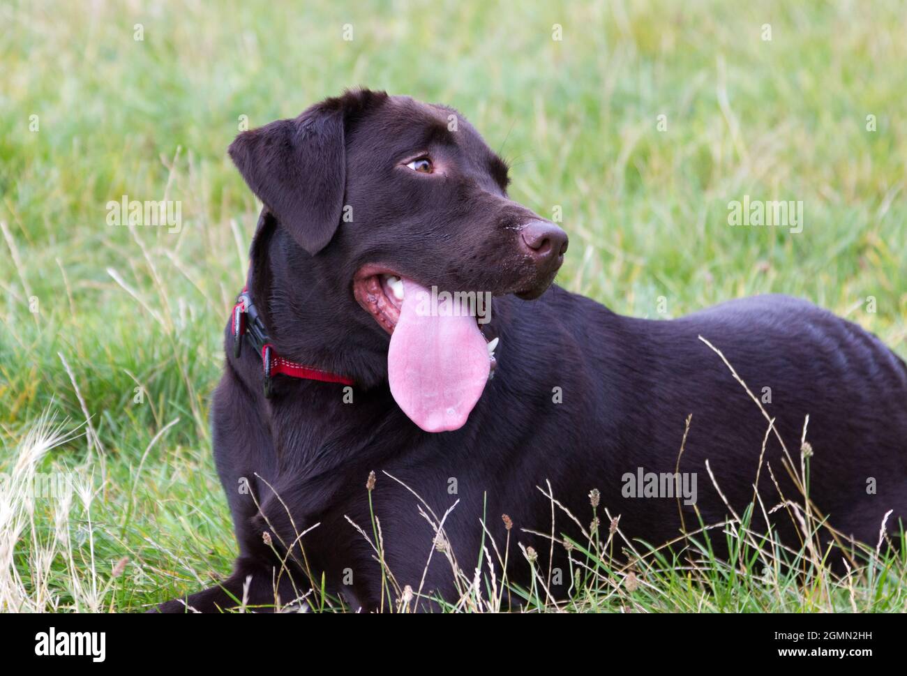 Dispositivo di recupero Labrador marrone Foto Stock