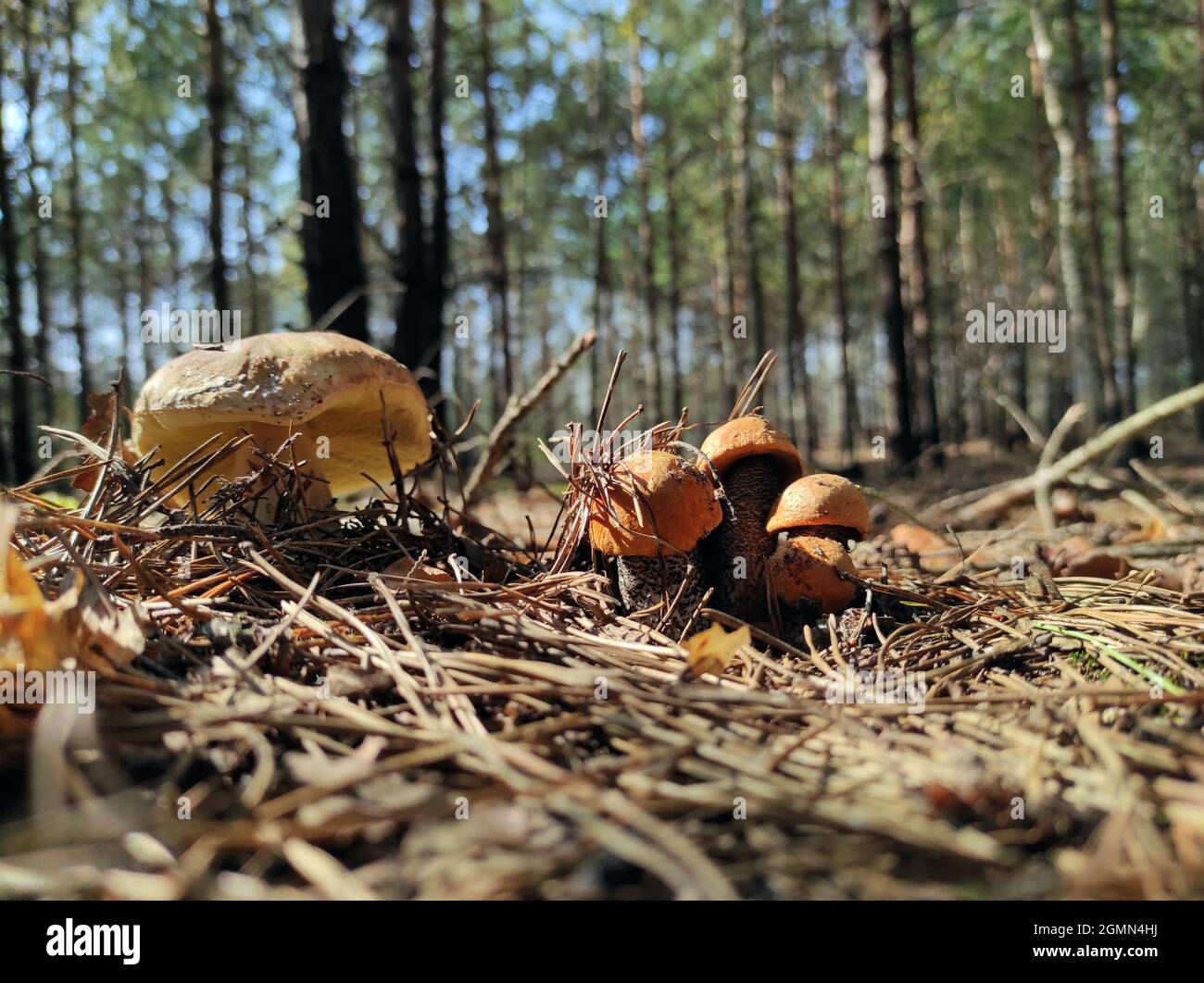 Il grande fungo cep e il boleto edulis cresce nella foresta. Porcini reali cibo in natura. Boleto che cresce in legno selvatico Foto Stock