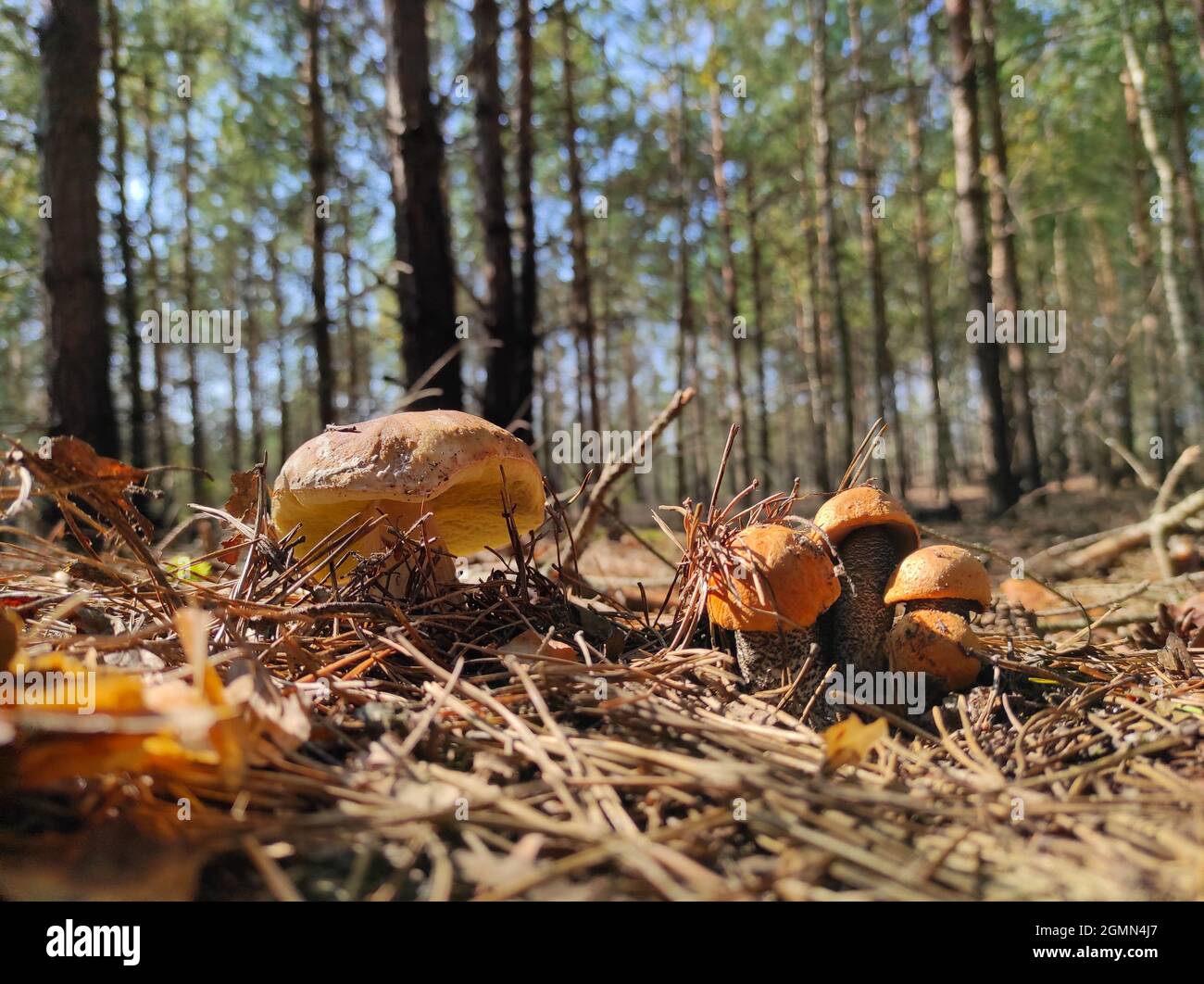 Il fungo CEP e il boleto edulis cresce nella foresta. Porcini reali cibo in natura. Boleto che cresce in legno selvatico Foto Stock
