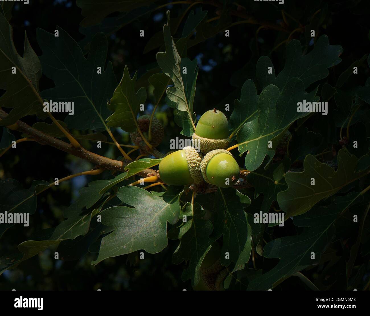 Ramoscello di quercia con foglie e ghiande verdi, quercia nella foresta. Foto Stock