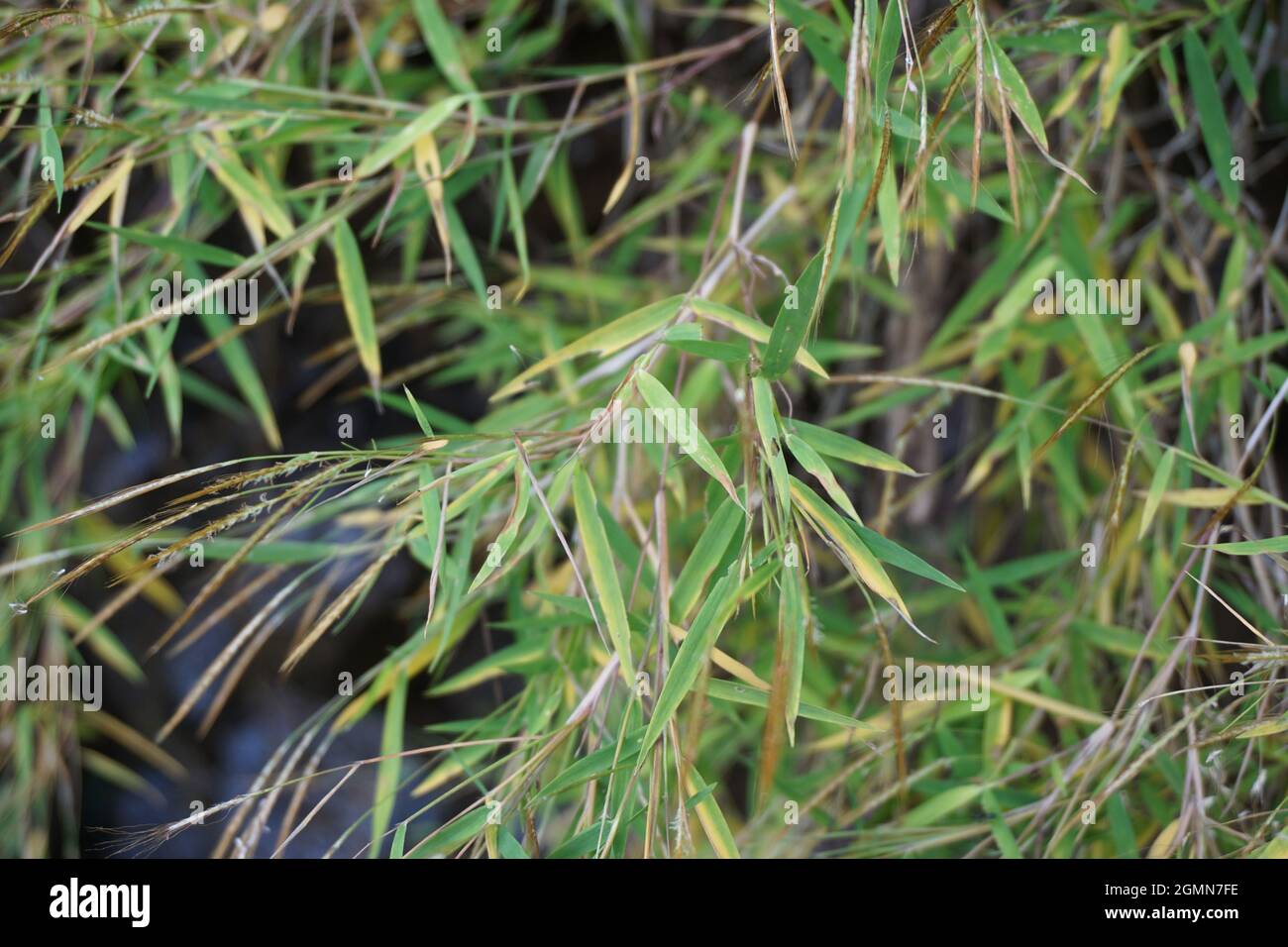 Erba di bambù (rumput bambu, genere Lophatherum) con sfondo naturale Foto Stock