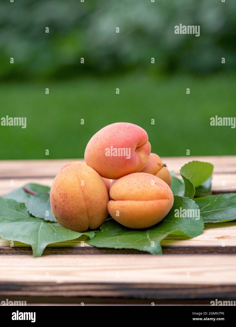 Albicocca (Prunus armeniaca 'Tardicot', Prunus armeniaca Tardicot), albicocche di cultivar Tardicot Foto Stock