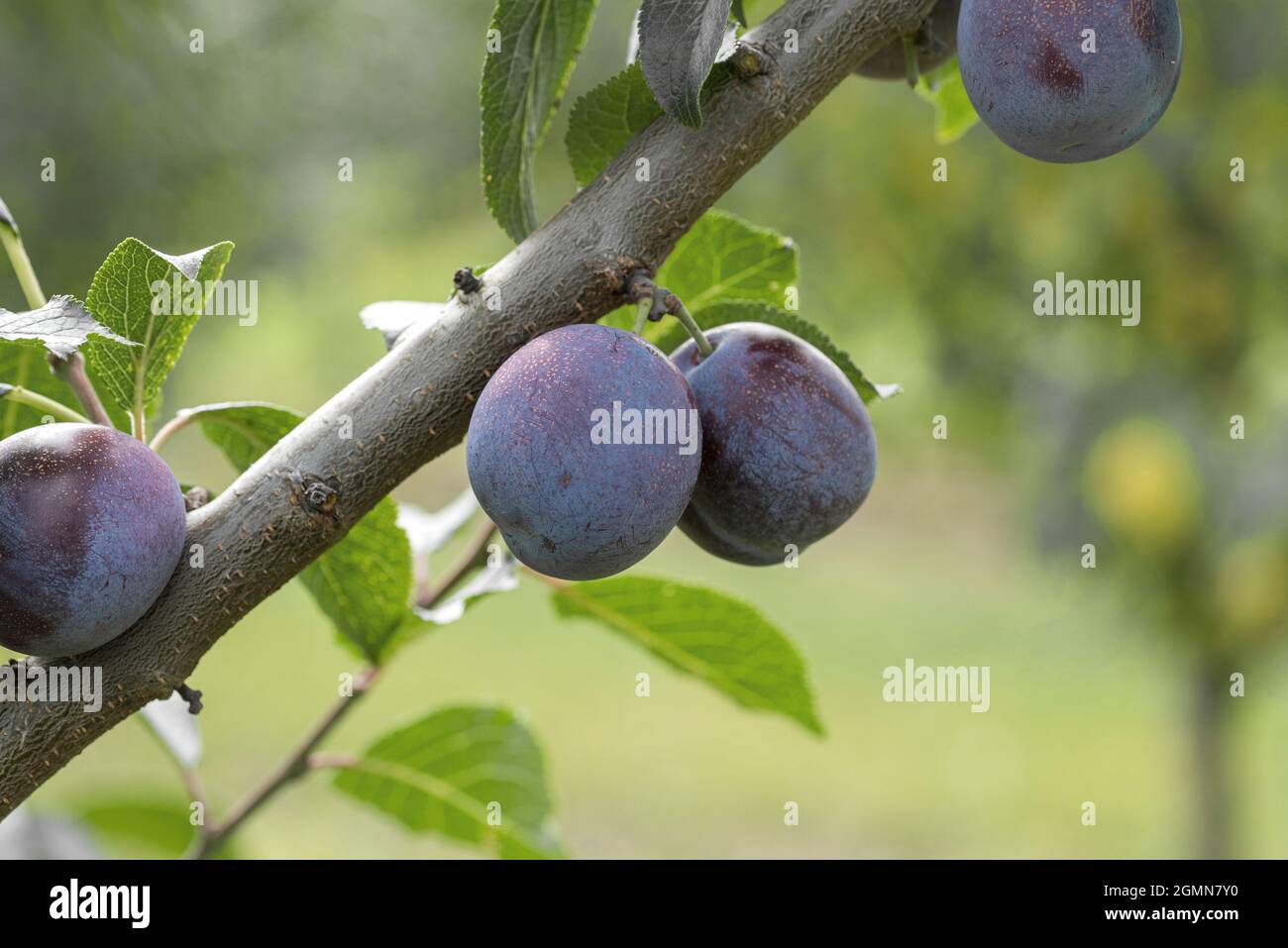 Prugne europee (Prunus domestica 'Anna Spaeth', Prunus domestica Anna Spaeth), prugne su un ramoscello, cultivar Anna Spaeth, Germania Foto Stock