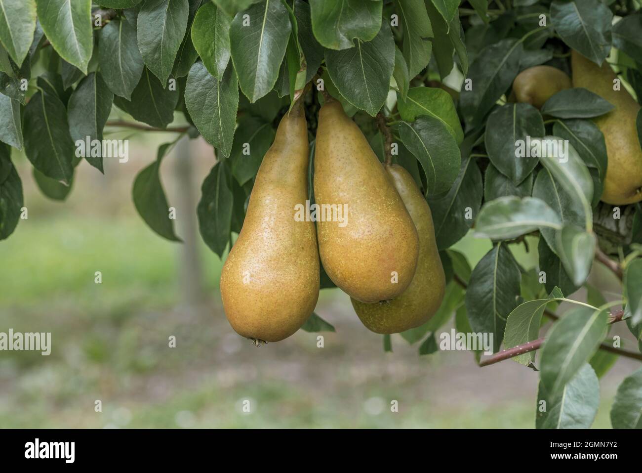 Pera comune (Pyrus communis 'Sommerbutterbirne', Pyrus communis Sommerbutterbirne), pera su un albero, cultivar Sommerbutterbirne Foto Stock