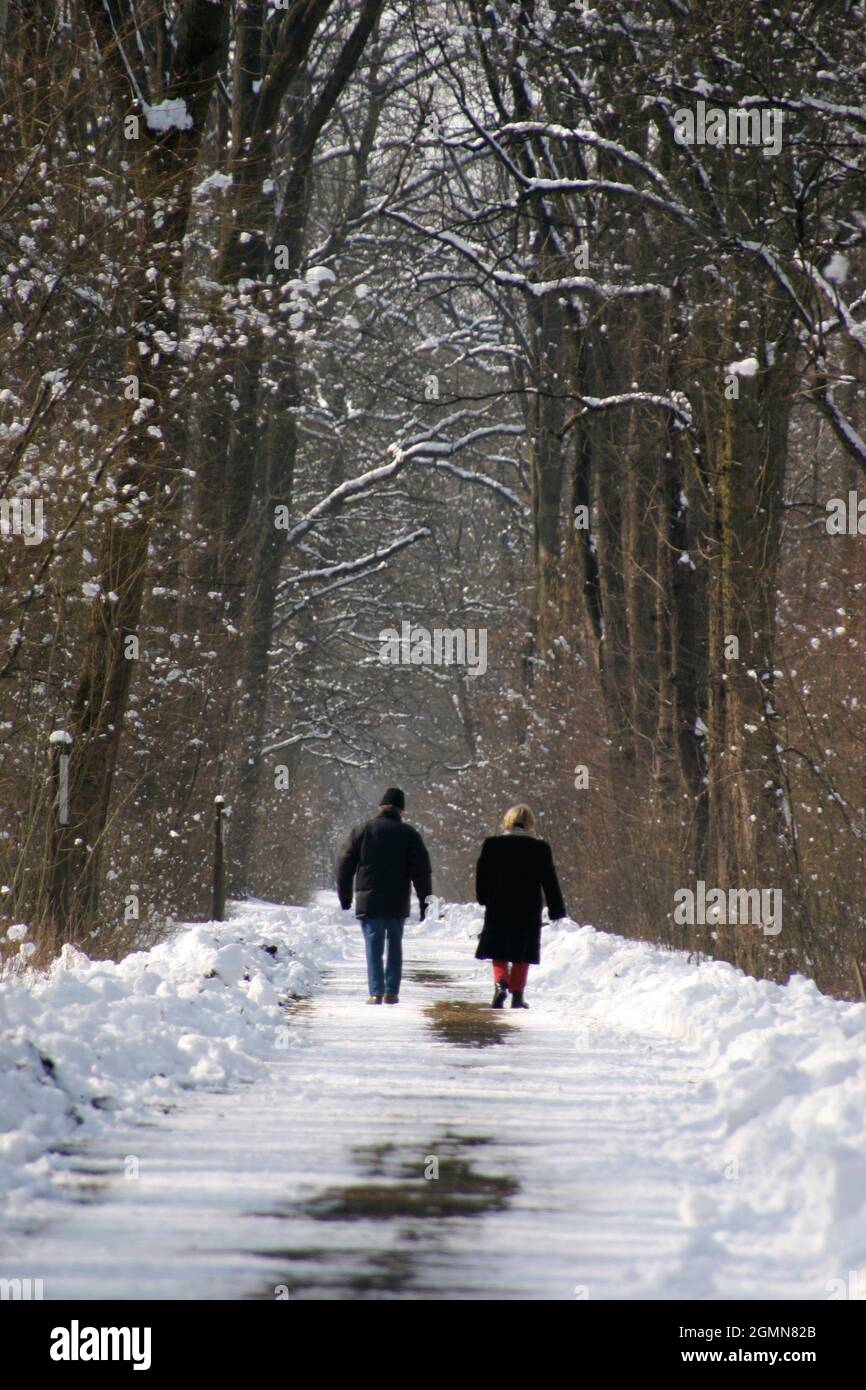 Passeggiata nella foresta in inverno, Austria Foto Stock