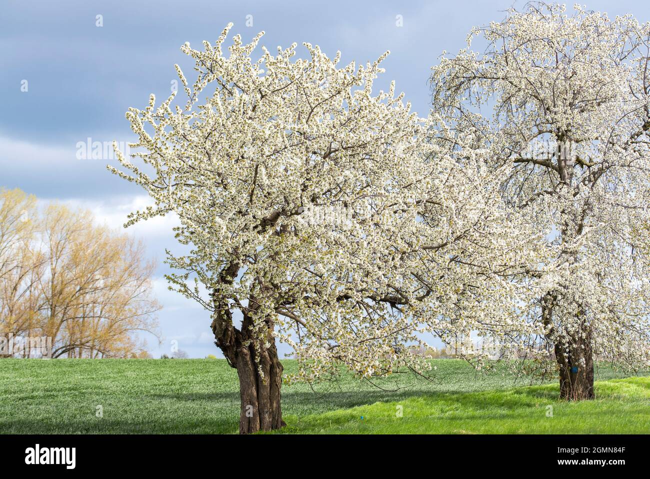 Ciliegia, ciliegia dolce, fagioli, mazzardo (Prunus avium), fioritura in un frutteto, Germania Foto Stock