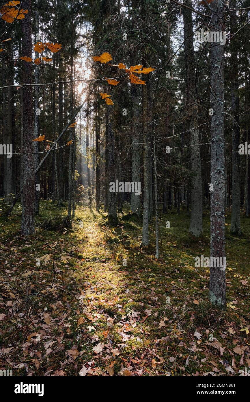 Autunno nella foresta. Il sole attraverso gli alberi illumina la strada. Foto Stock