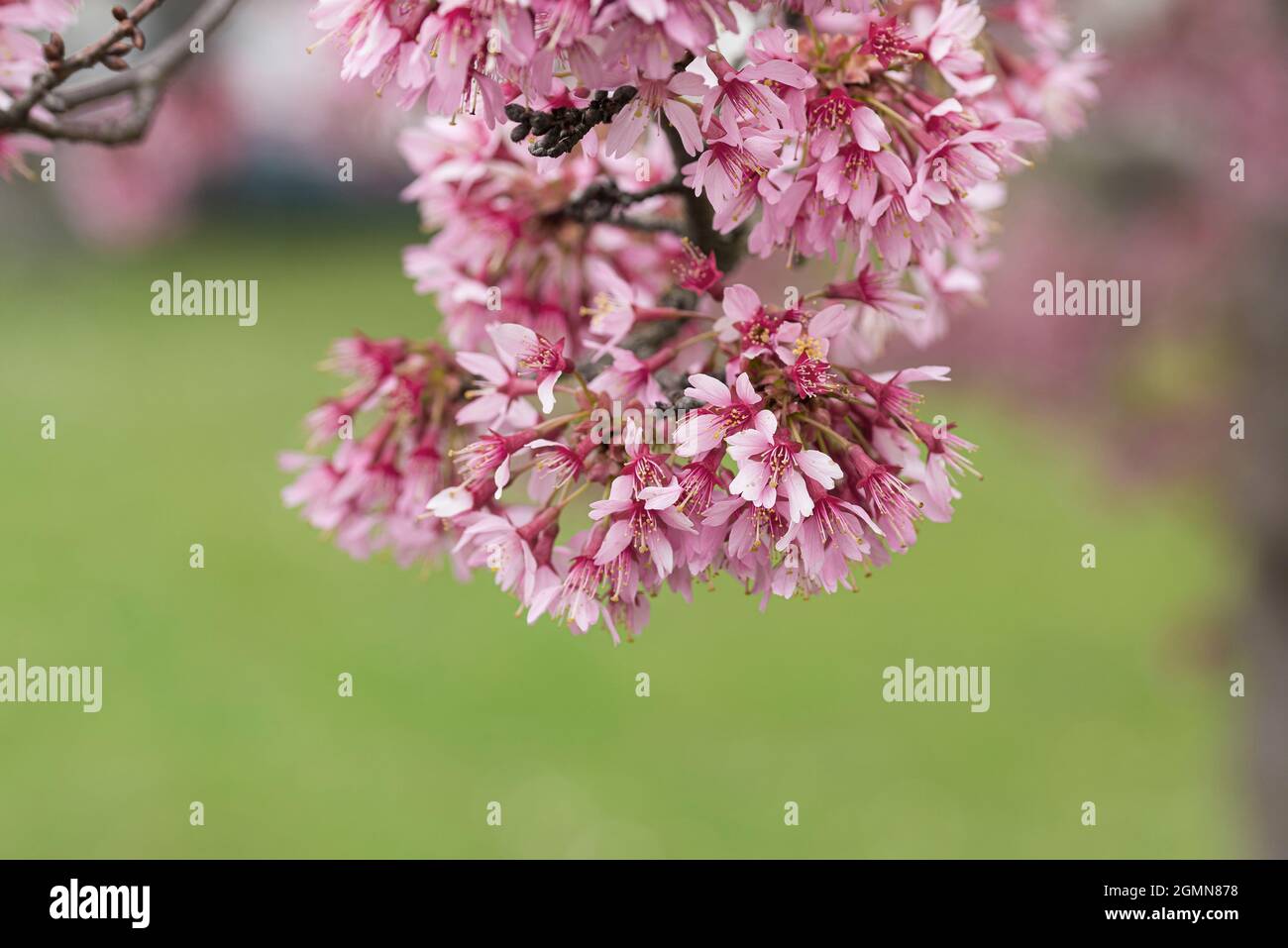Ciliegio d'autunno, Ciliegio d'inverno (Prunus subhirtella 'Okame', Prunus subhirtella Okame), fiori della cultivar Okame Foto Stock