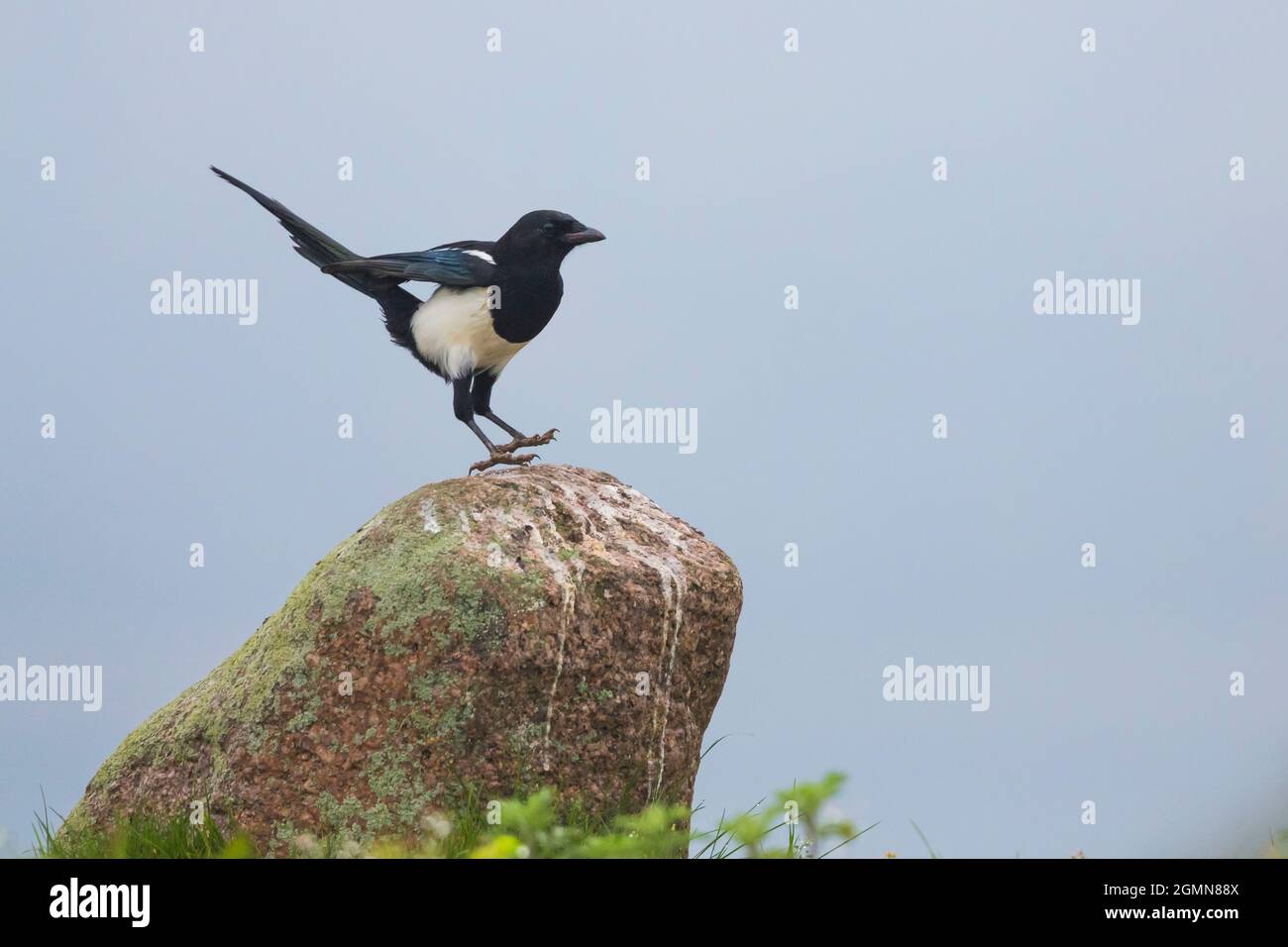 Magpie (Pica pica), salendo su una pietra, Germania, Meclemburgo-Pomerania occidentale, Parco Naturale Feldberger Seenlandschaft Foto Stock