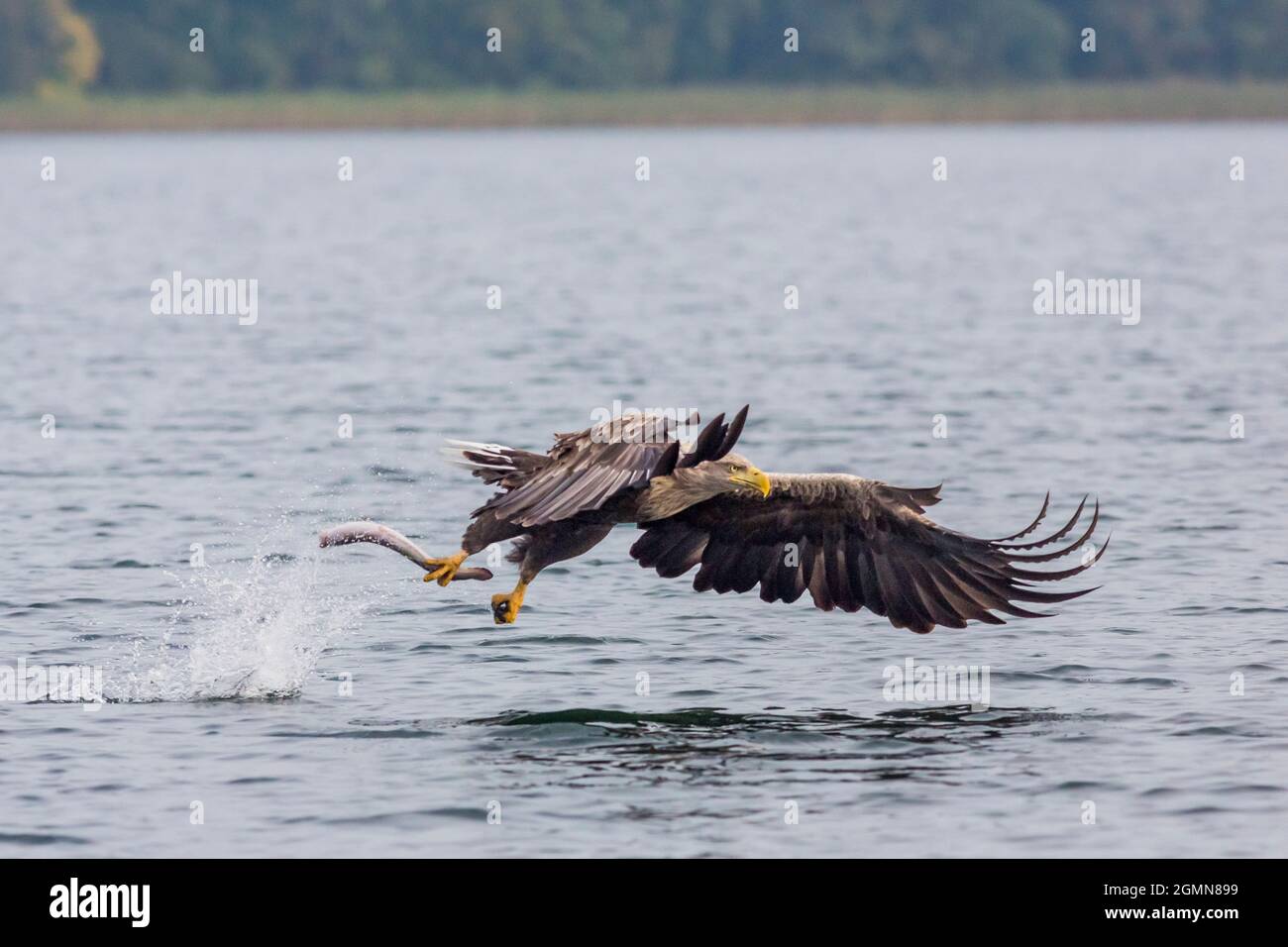 Aquila di mare dalla coda bianca (Haliaeetus albicilla), in volo con anguilla catturata, Germania, Meclemburgo-Pomerania occidentale, Parco Naturale Feldberger Seenlandscha Foto Stock