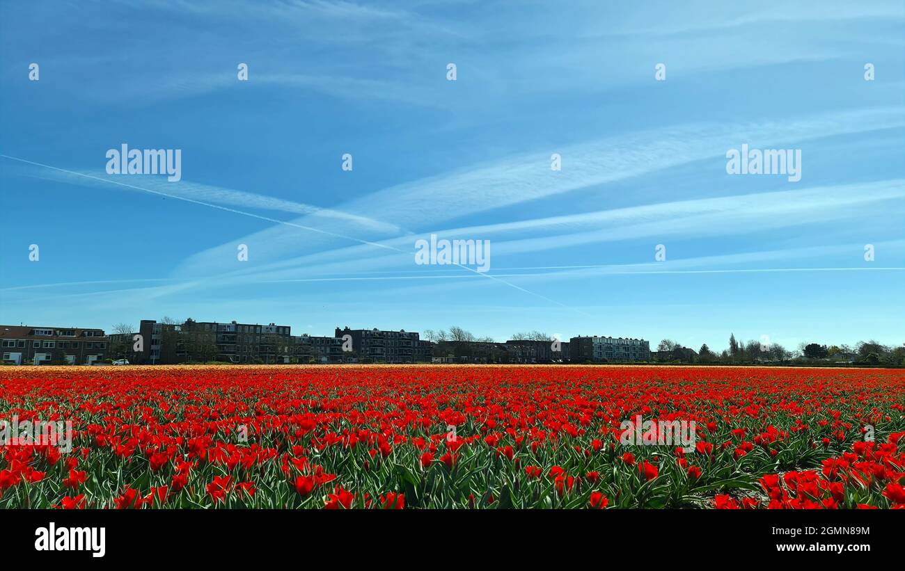 Tulipano giardino comune (Tulipa spec.), campo di tulipano fiorente, cielo blu con piste di condensazione, Paesi Bassi Foto Stock