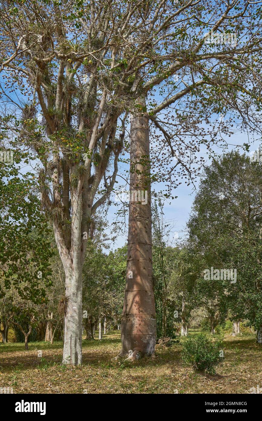 baobab, pane di scimmia, tamarindo di scimmia (Adansonia spec.), giovane baobab presso l'Orto Botanico di Cienfuegos , Cuba, Cienfuegos Foto Stock