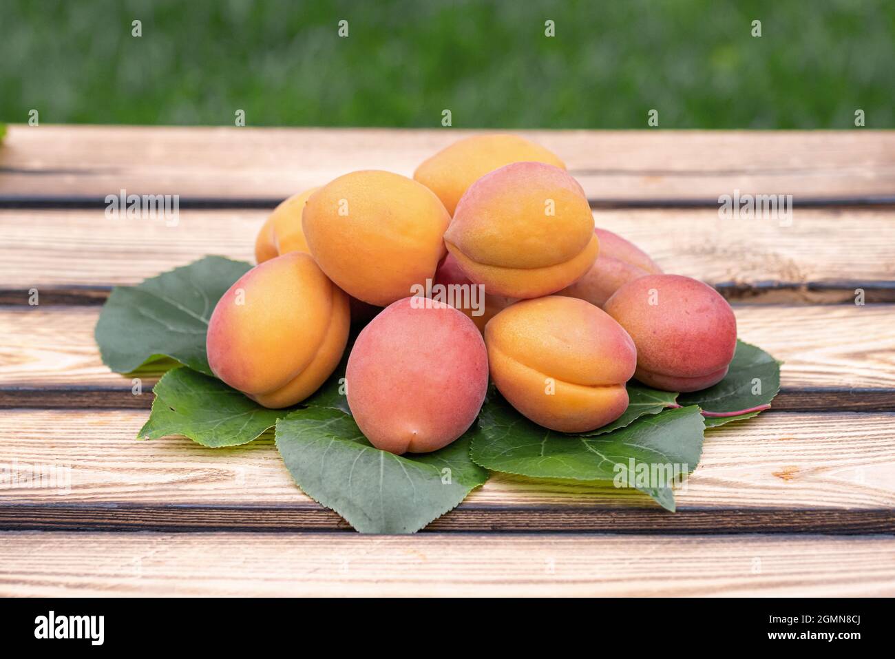 Albicocca (Prunus armeniaca 'Farbaly', Prunus armeniaca Farbaly), albicocche di cultivar Farbaly, Germania Foto Stock