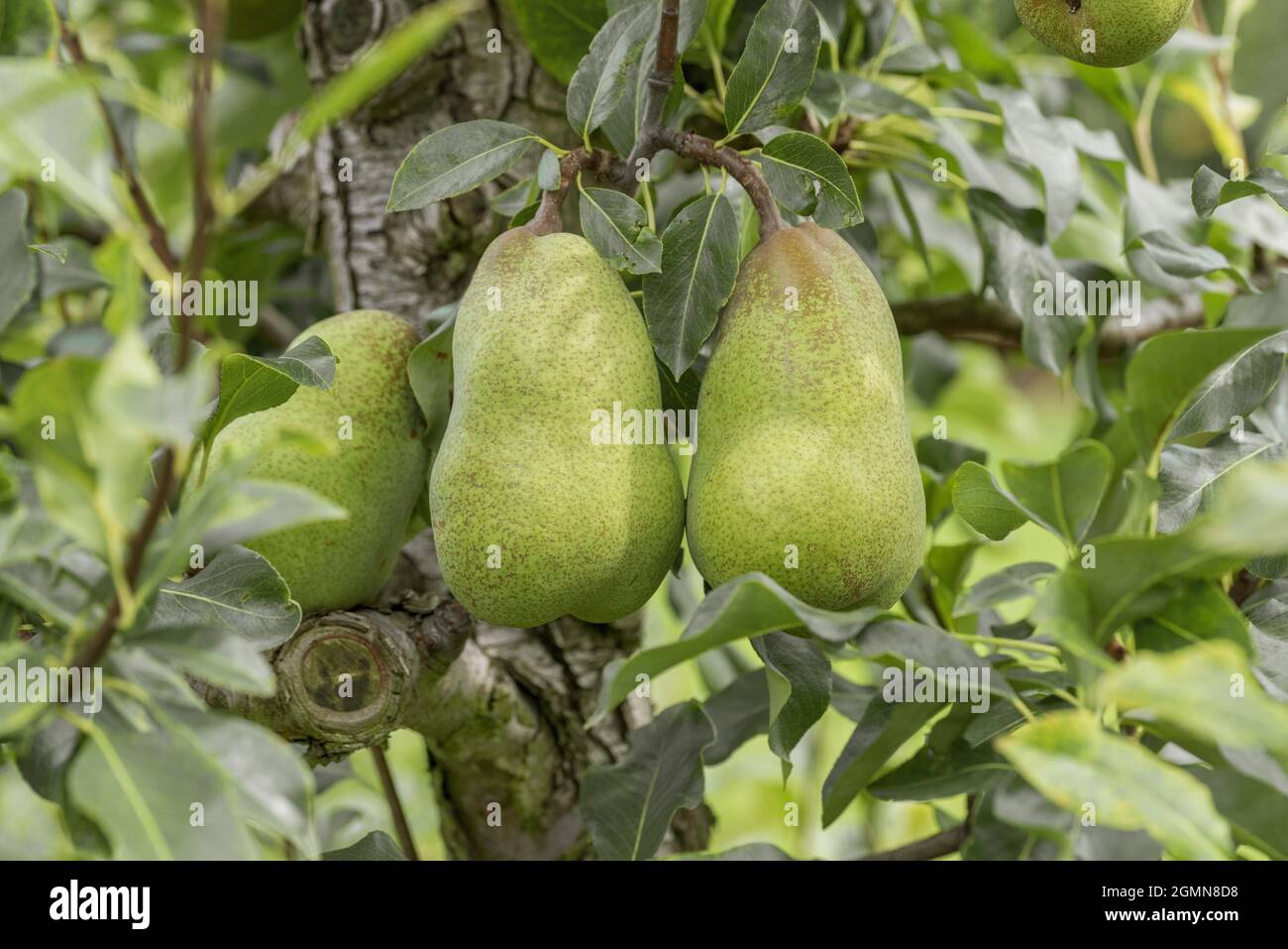 Pera comune (Pyrus communis 'Jeanne d'Arc', Pyrus communis Jeanne d'Arc), pera su un albero, cultivar Jeanne d'Arc Foto Stock