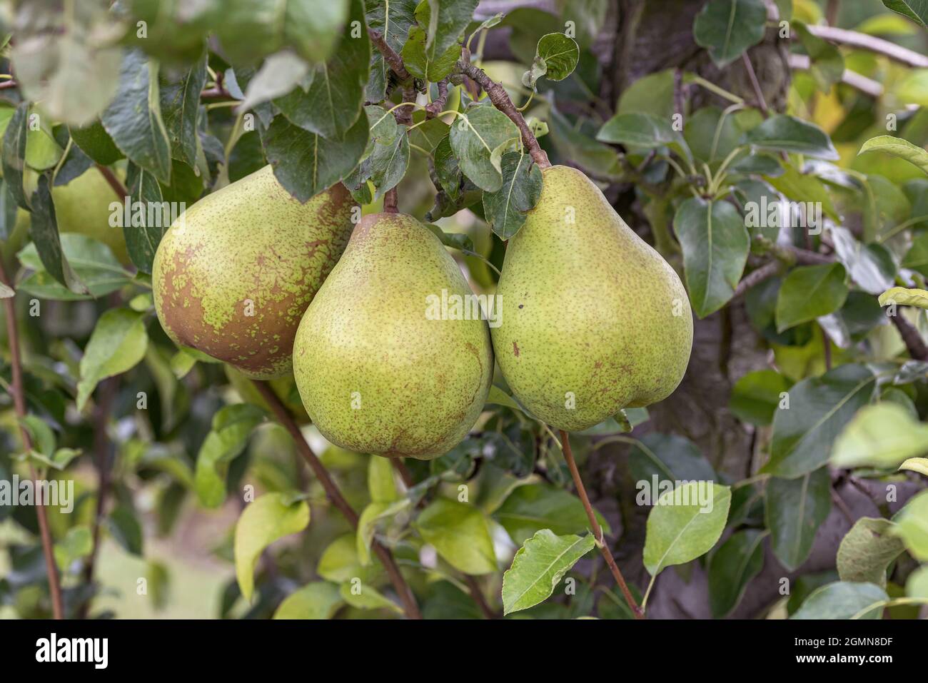 Pera comune (Pyrus communis 'Vereinsdechantsbirne', Pyrus communis Vereinsdechantsbirne), pera su un albero, cultivar Vereinsdechantsbirne Foto Stock