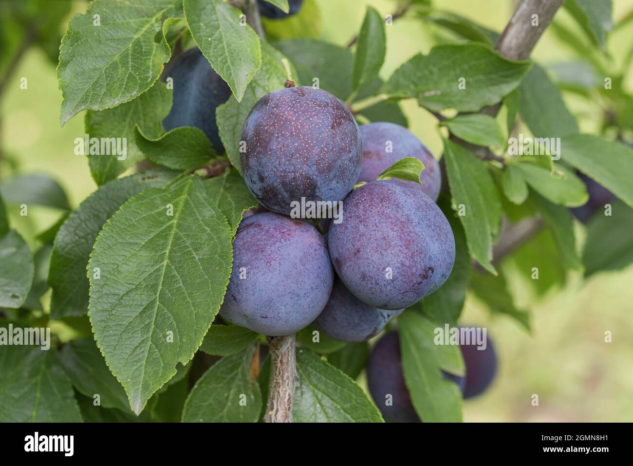 Prugne europee (Prunus domestica 'Anna Spaeth', Prunus domestica Anna Spaeth), prugne su un ramoscello, cultivar Anna Spaeth Foto Stock