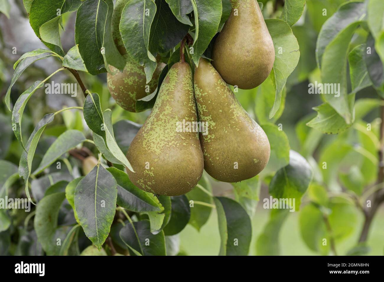 Pera comune (Conferenza di Pyrus communis, Conferenza di Pyrus communis), pera su un albero, Conferenza cultivar Foto Stock