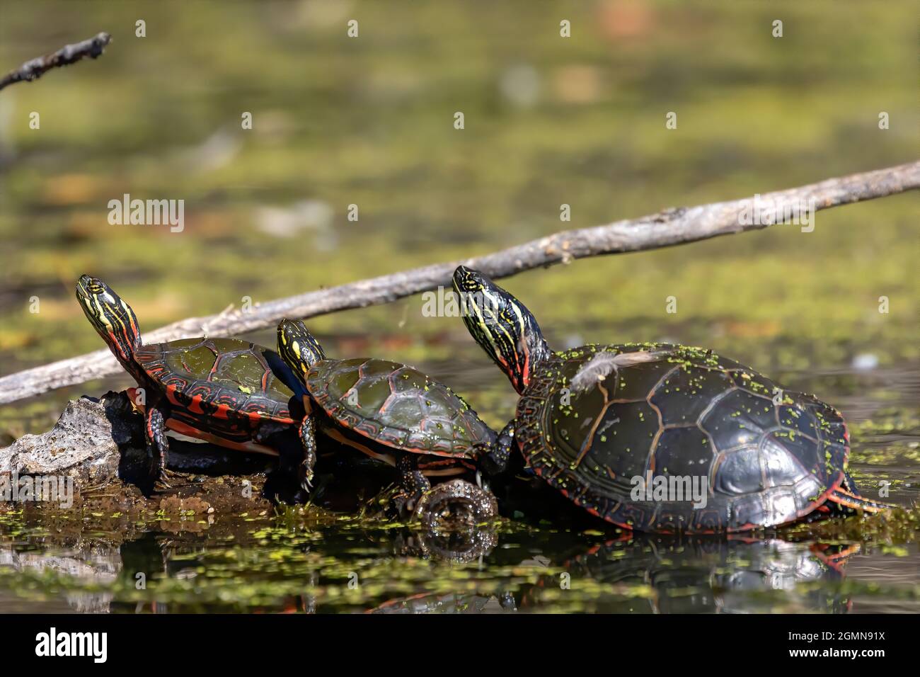 La tartaruga dipinta (Chrysemys picta) è la tartaruga nativa più diffusa del Nord America Foto Stock