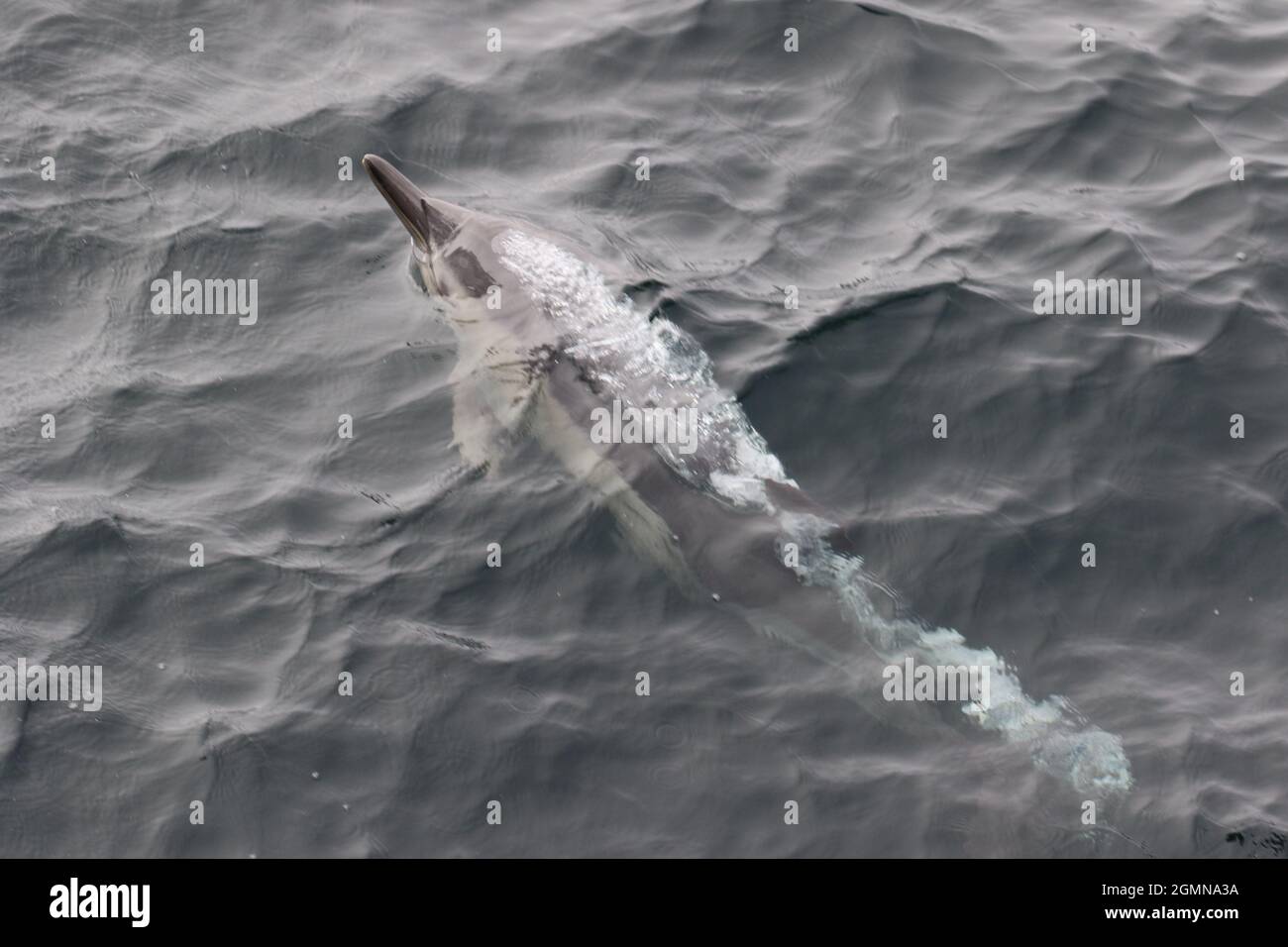 Sequenza 1 - Delfini comuni che salgono nelle acque del Regno Unito Foto Stock