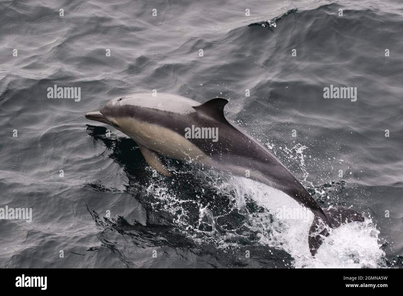 Sequenza 1 - Delfini comuni che salgono nelle acque del Regno Unito Foto Stock