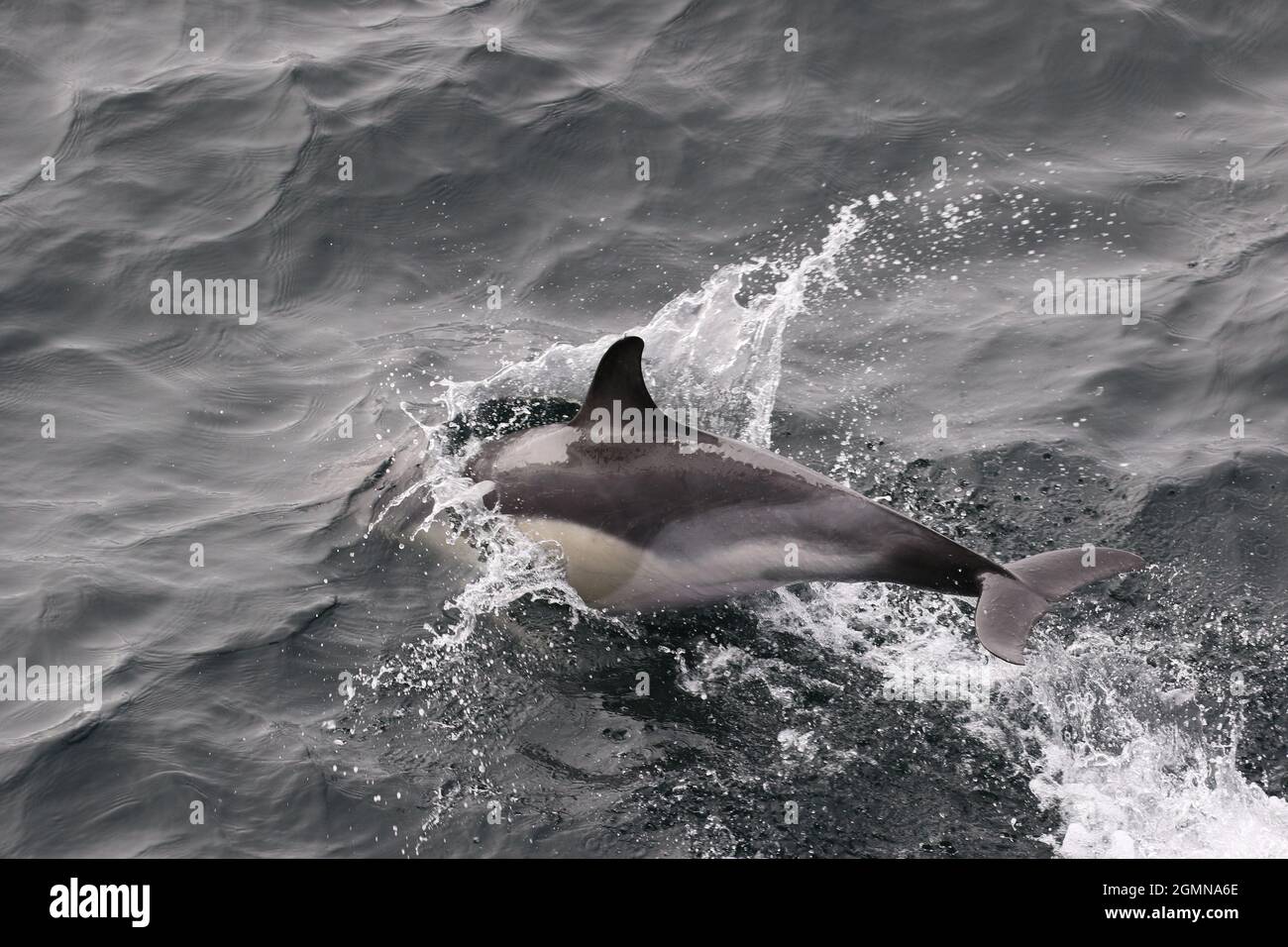 Sequenza 1 - Delfini comuni che salgono nelle acque del Regno Unito Foto Stock