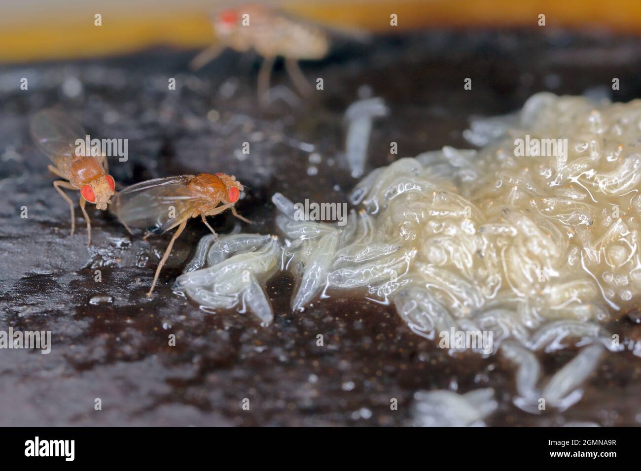 Un sacco di larve - maggot e adulto morto di mosca comune di frutta o aceto mosca - Drosophila melanogaster. È una specie di mosca della famiglia Drosophilid Foto Stock