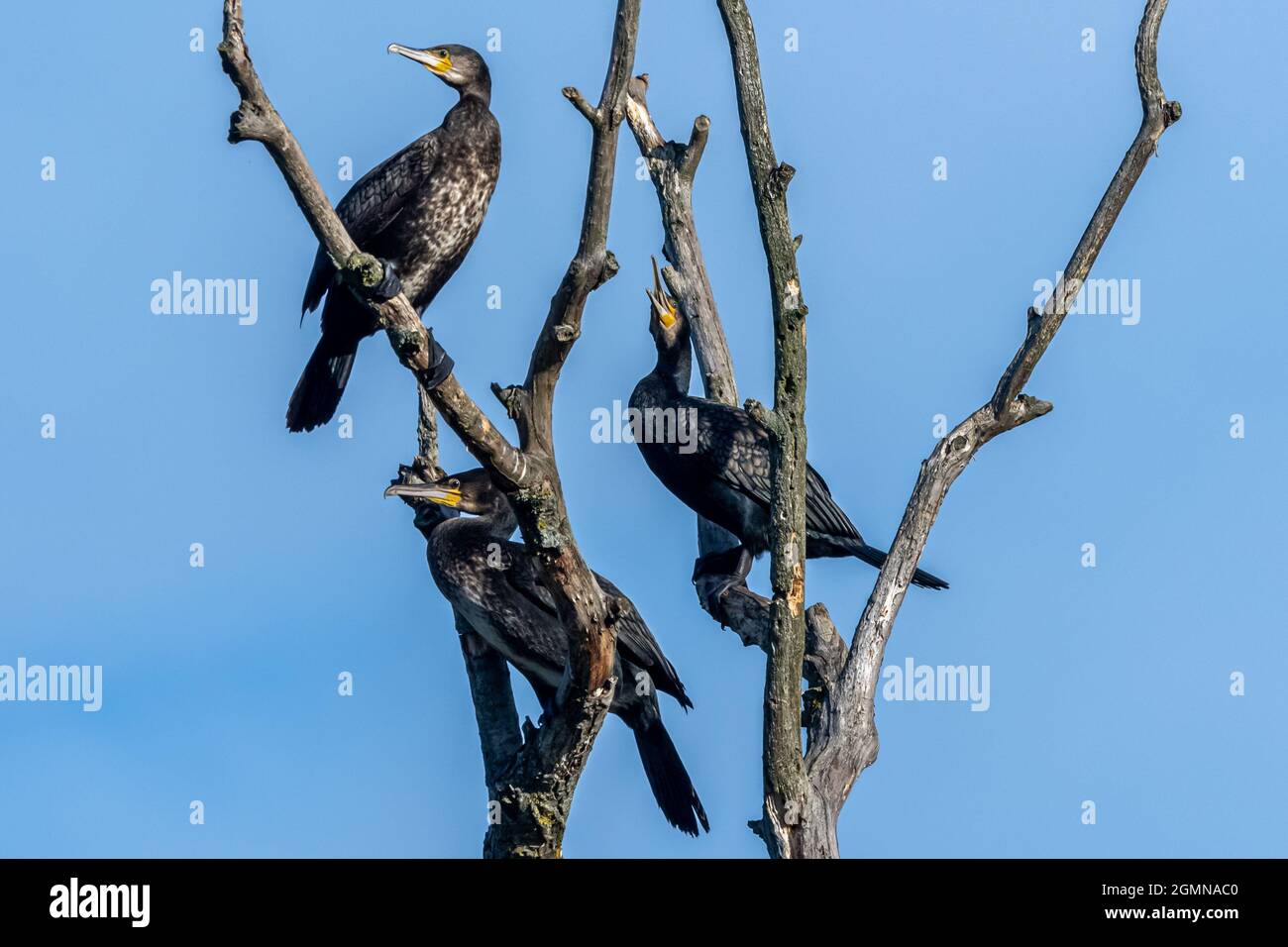Tre Cormorani che analizzano il paesaggio dal loro persico alto nei rami di un albero a Sevenoaks Wildlife Reserve Foto Stock