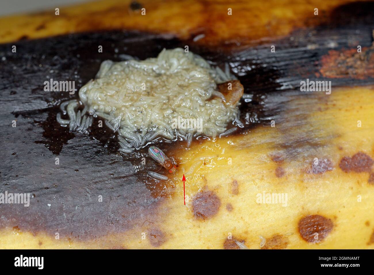 A ot di larve - maggot, adulto e uovo (freccia) - di mosca comune di frutta o aceto mosca - Drosophila melanogaster. È un nocciolo di frutta. Foto Stock