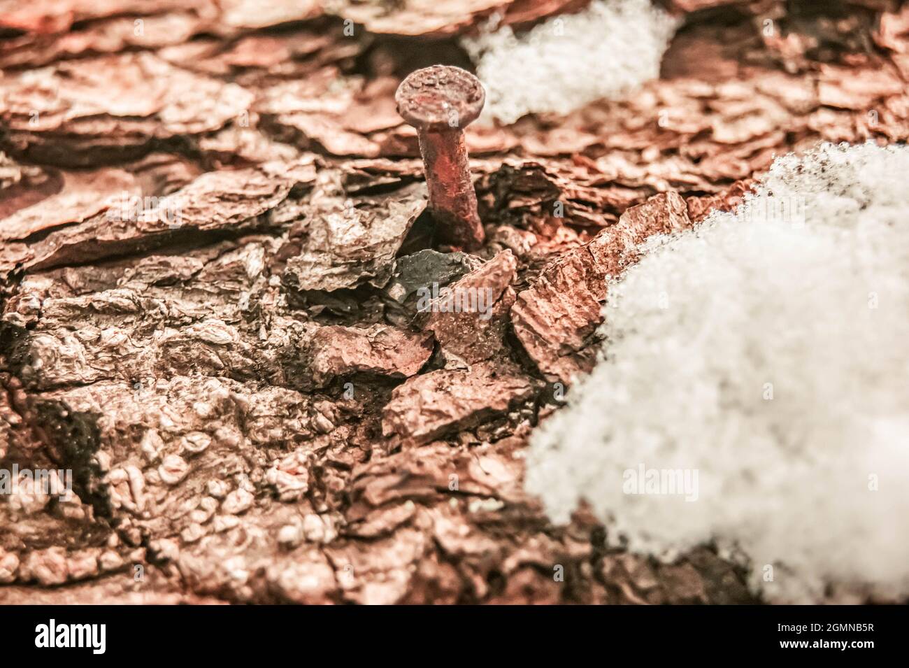Un chiodo in un albero vivente. L'albero sta cercando di guarire la ferita. Prendersi cura della natura. Dovete essere amici con la natura. Il trattamento stilizzato del Foto Stock
