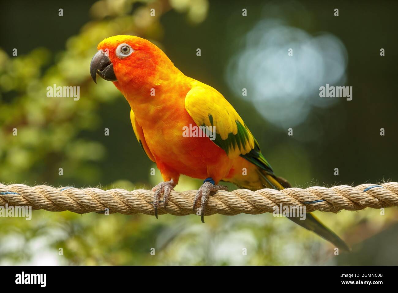Un pappagallo solare, o conure sole, un uccello colorato sudamericano della famiglia dei pappagalli, che si posano su una corda Foto Stock