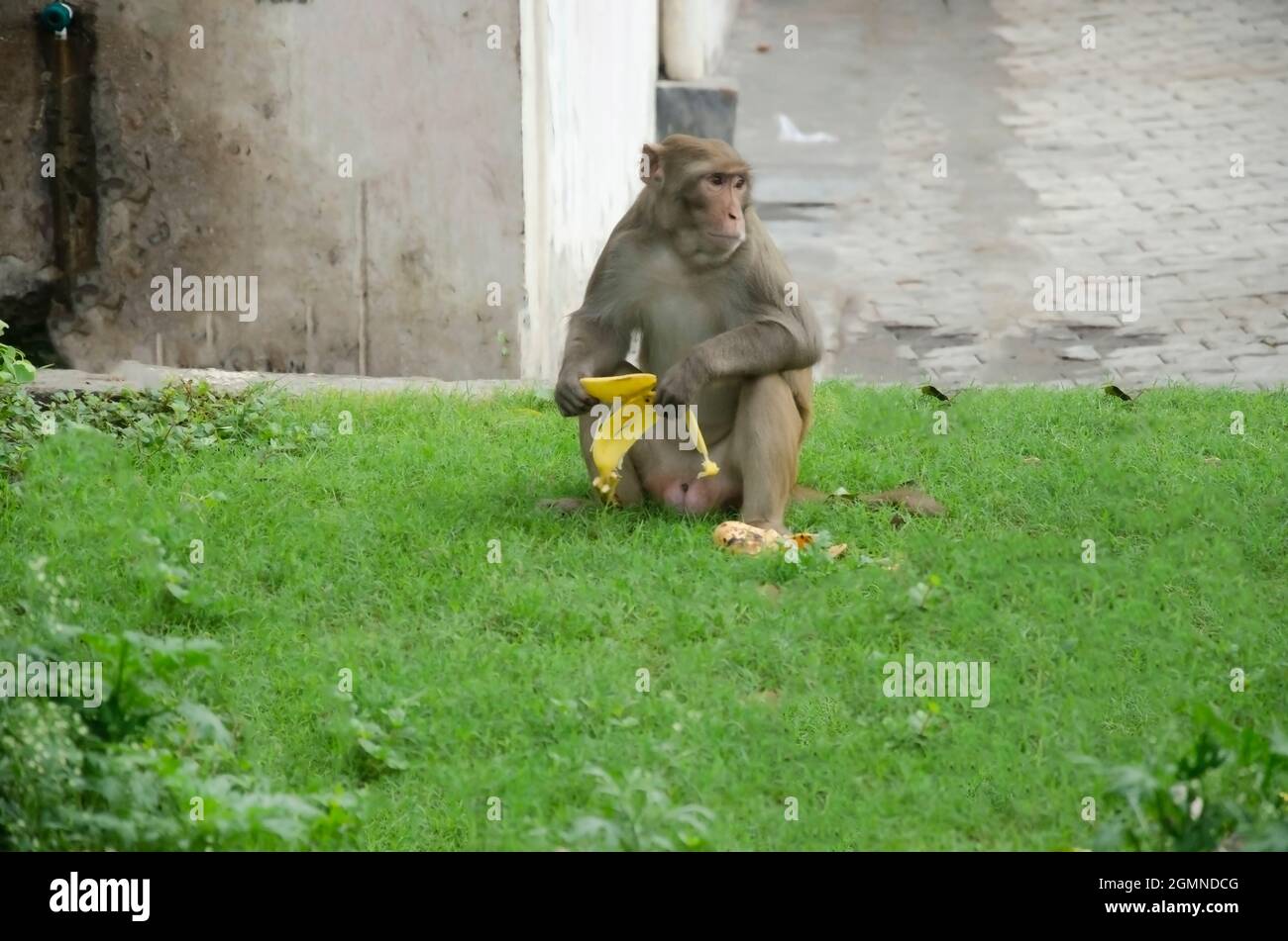 Fuoco selettivo sulla SCIMMIA INDIANA CHE MANGIA LA BANANA in giardino alla luce del sole del mattino. Foto Stock