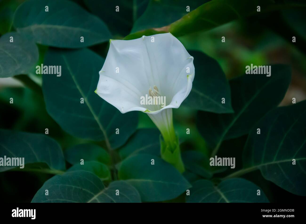 Fuoco selettivo sul FIORE DI DATURA con foglie verdi e isolato con sfondo verde sfocato nel parco. Datura fiori ordinario primo piano molto delicato Foto Stock