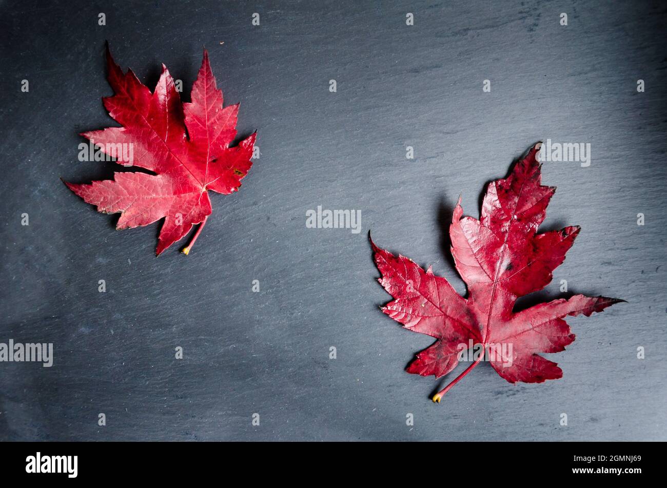 Foglie secche cadute dell'albero su sfondo scuro Foto Stock