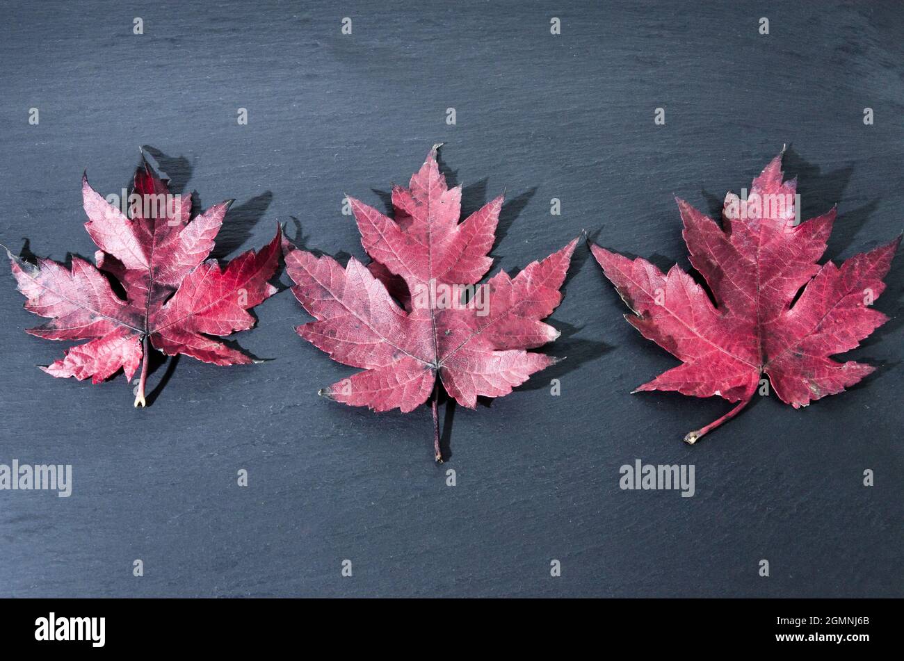 Foglie secche cadute dell'albero su sfondo scuro Foto Stock