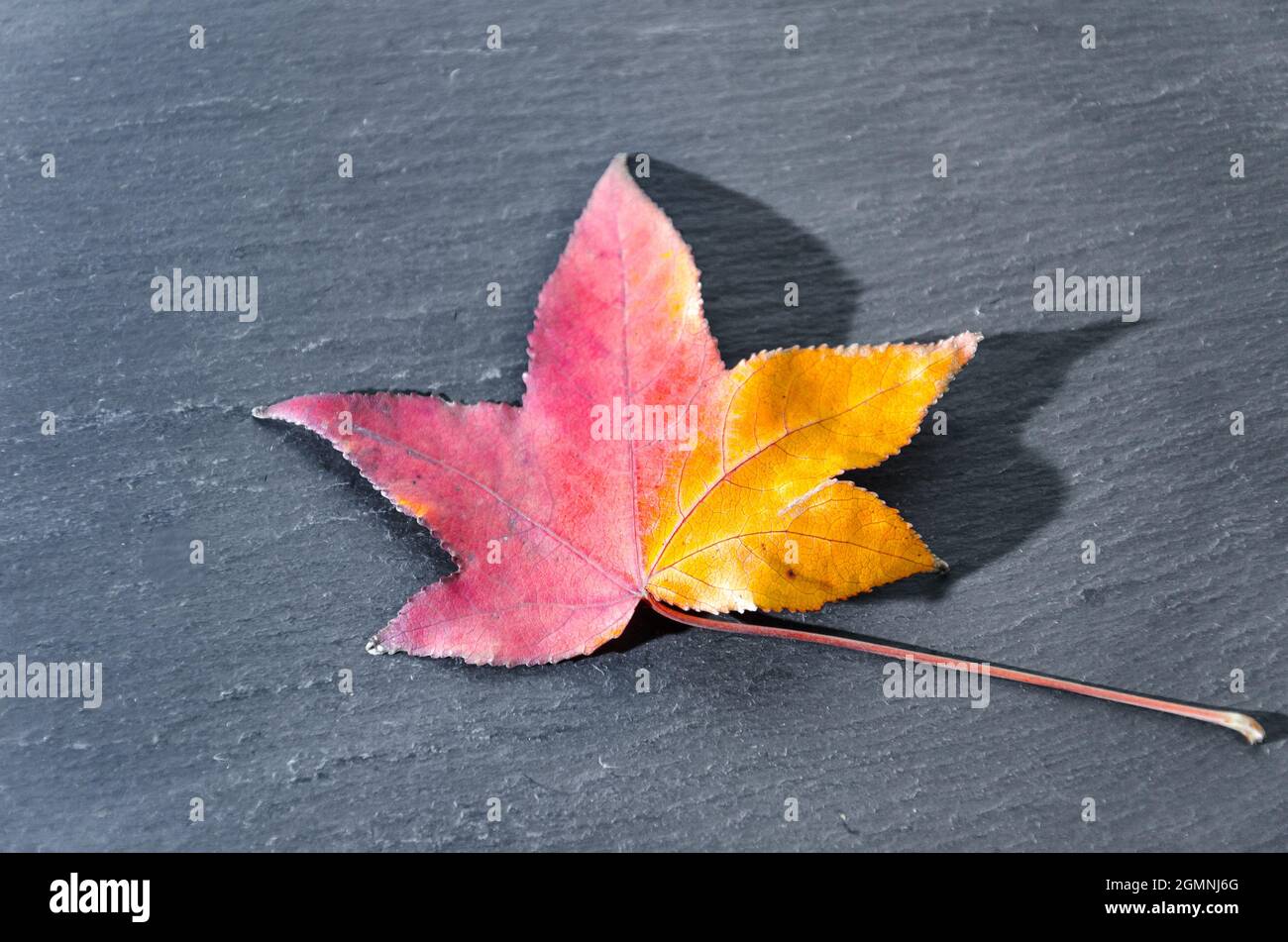 Foglie secche cadute dell'albero su sfondo scuro Foto Stock