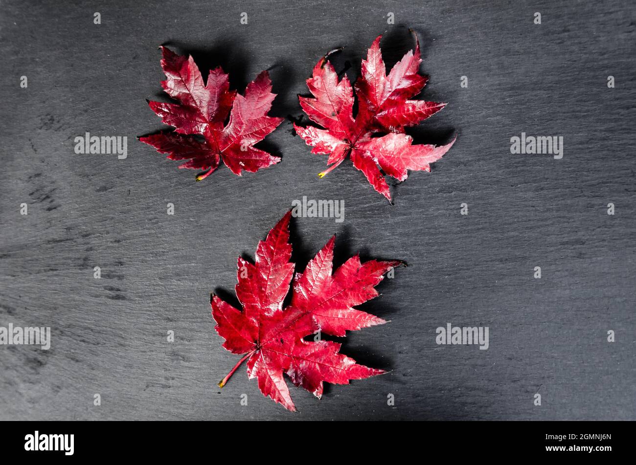 Foglie secche cadute dell'albero su sfondo scuro Foto Stock