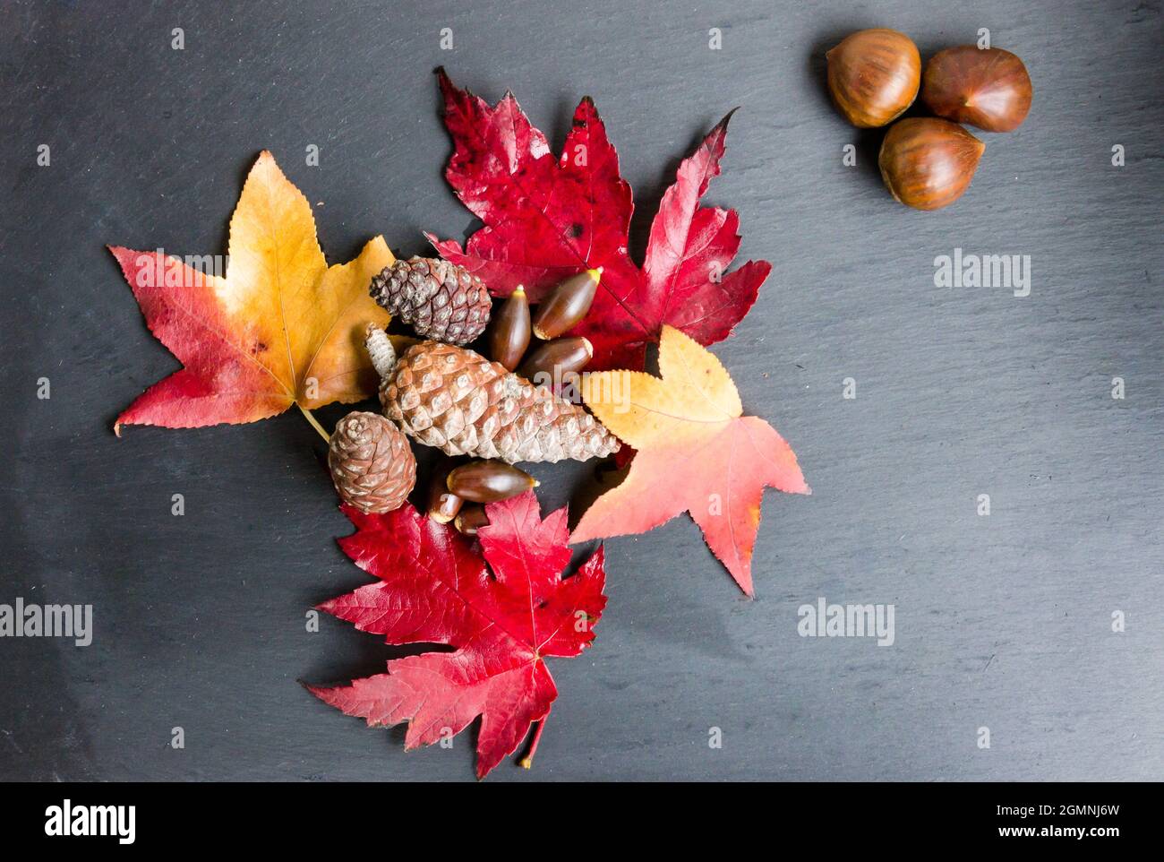Foglie secche cadute dell'albero su sfondo scuro Foto Stock