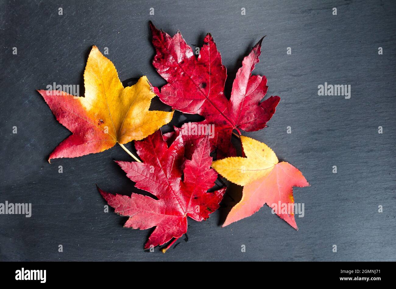 Foglie secche cadute dell'albero su sfondo scuro Foto Stock