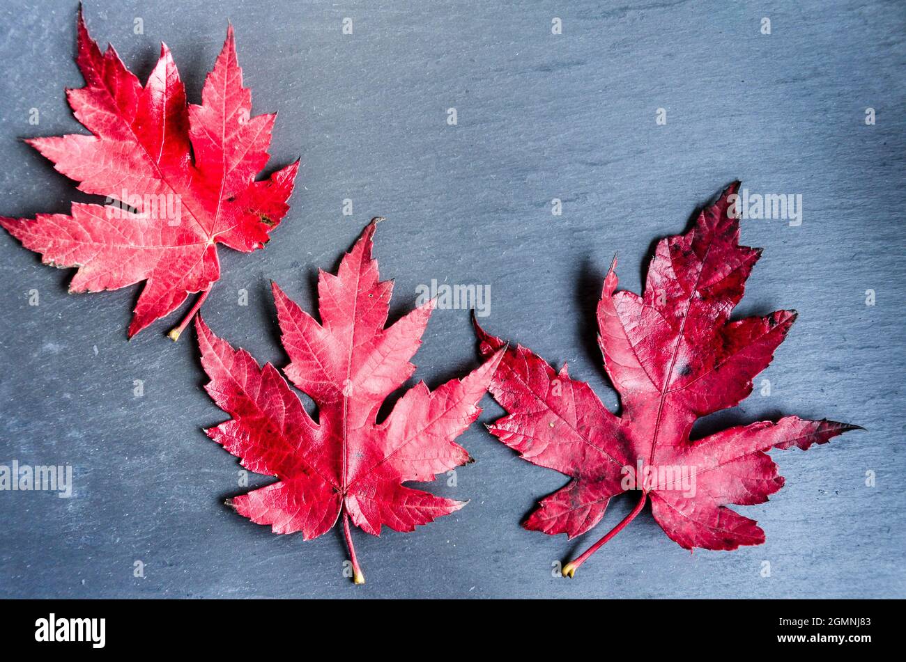 Foglie secche cadute dell'albero su sfondo scuro Foto Stock