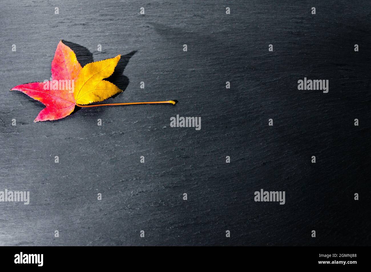 Foglie secche cadute dell'albero su sfondo scuro Foto Stock