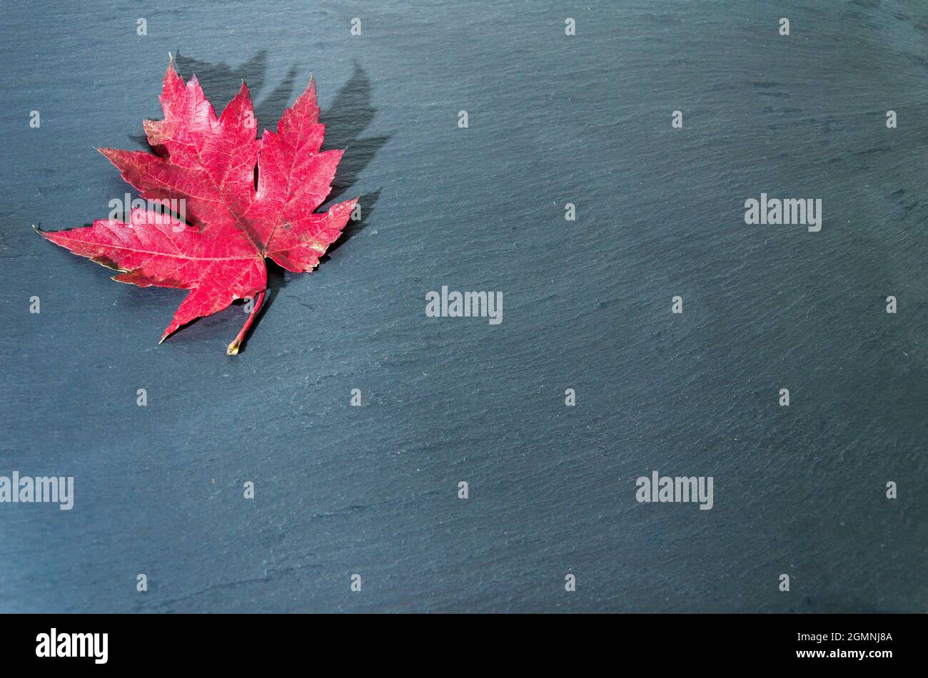 Foglie secche cadute dell'albero su sfondo scuro Foto Stock