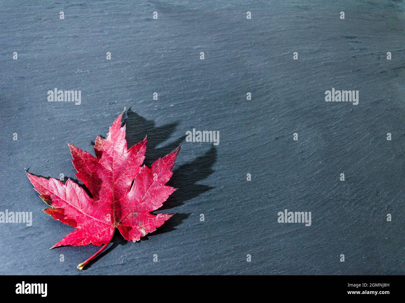 Foglie secche cadute dell'albero su sfondo scuro Foto Stock