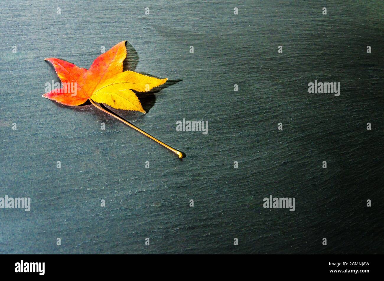 Foglie secche cadute dell'albero su sfondo scuro Foto Stock
