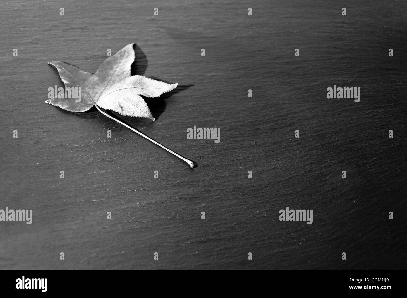 Foglie secche cadute dell'albero su sfondo scuro Foto Stock