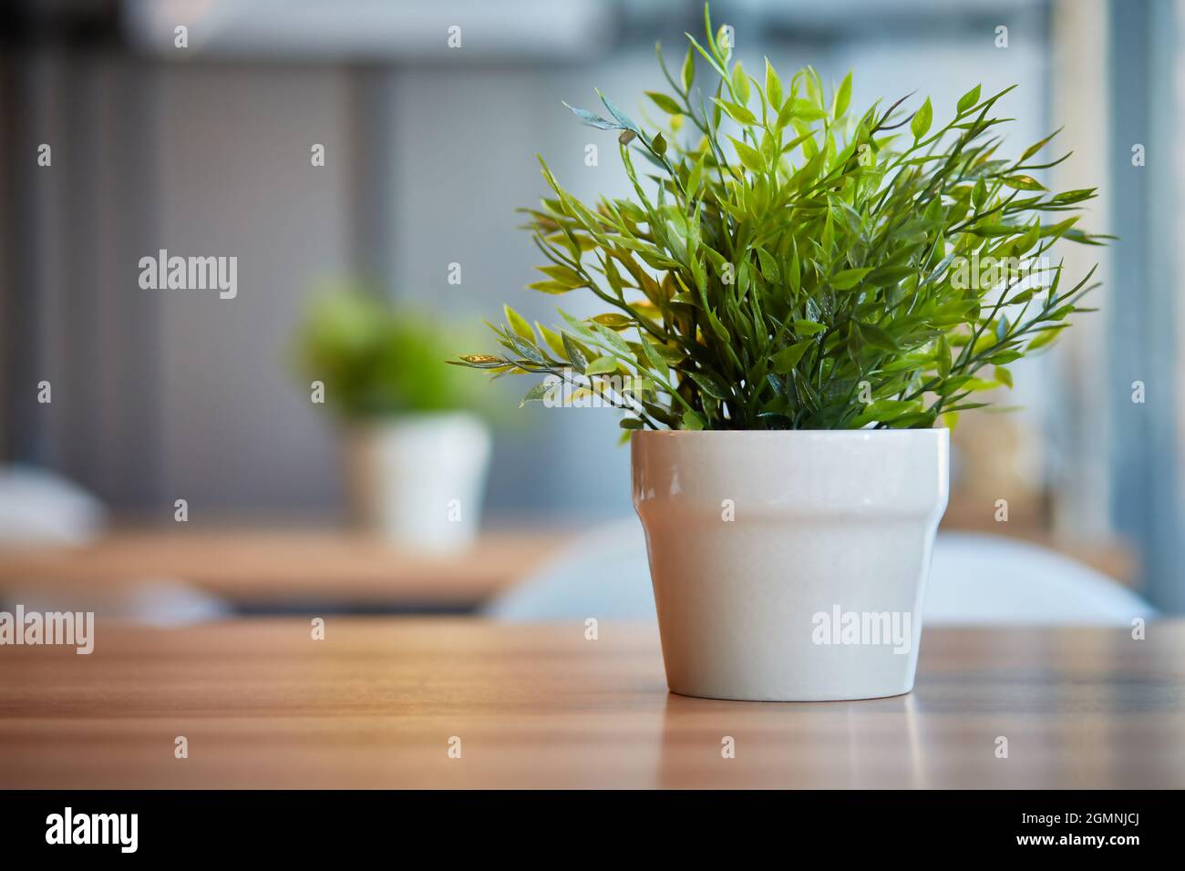 Pentole di piante verdi Pogonatherum paniceum in ufficio sul tavolo. Sfondo sfocato con spazio per il testo. Foto Stock
