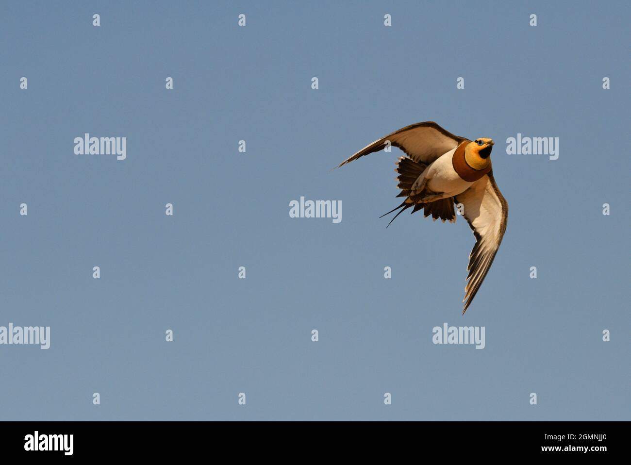 Pin-tailed Sandgrouse - Pterocles alchata Foto Stock