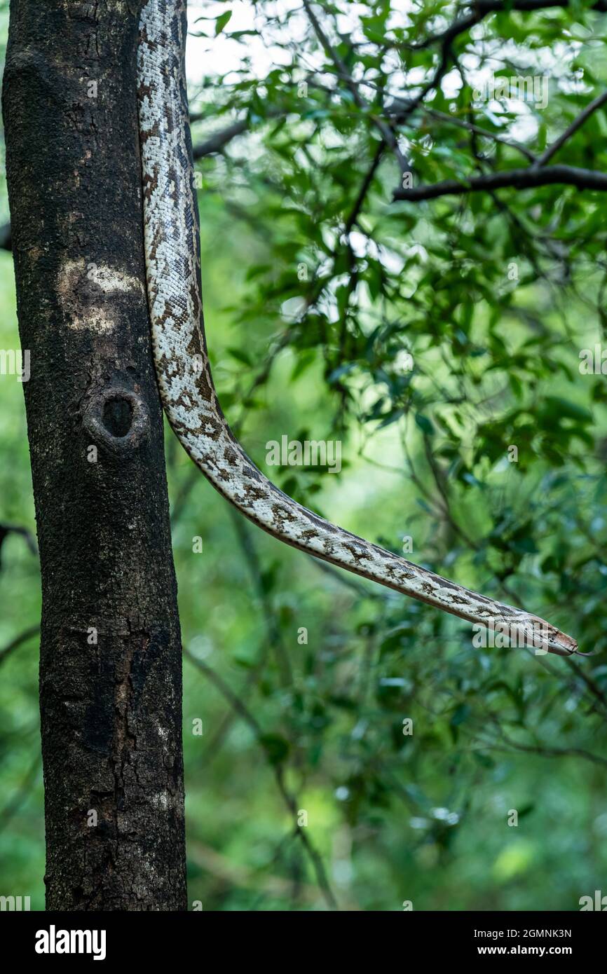 Python molurus o pitone rock indiano appeso su albero in sfondo naturale monsone verde al ranthambore parco nazionale rajasthan india Foto Stock