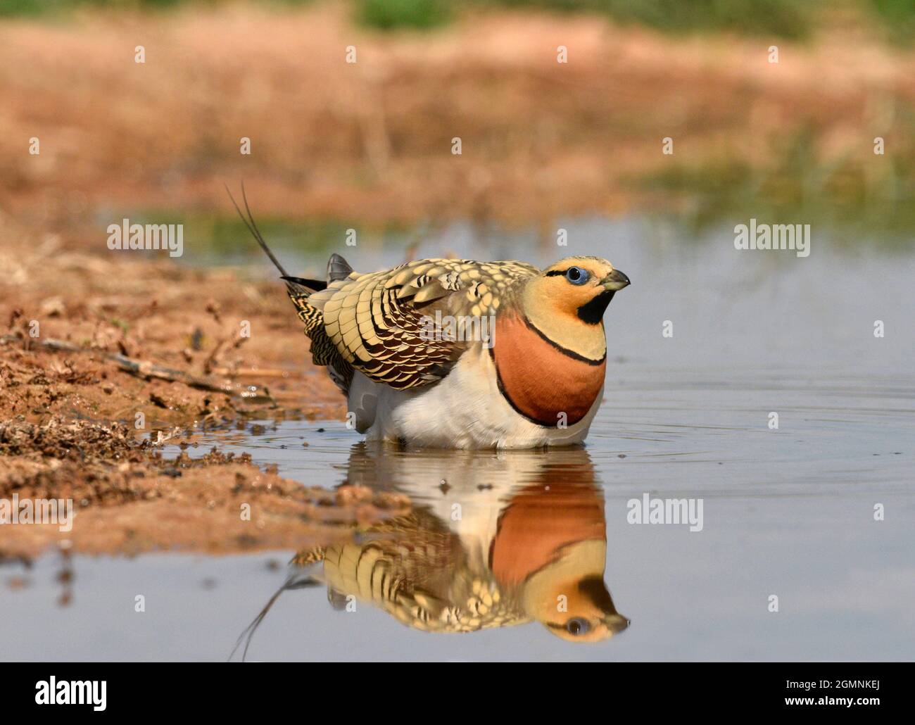 Pin-tailed Sandgrouse - Pterocles alchata Foto Stock