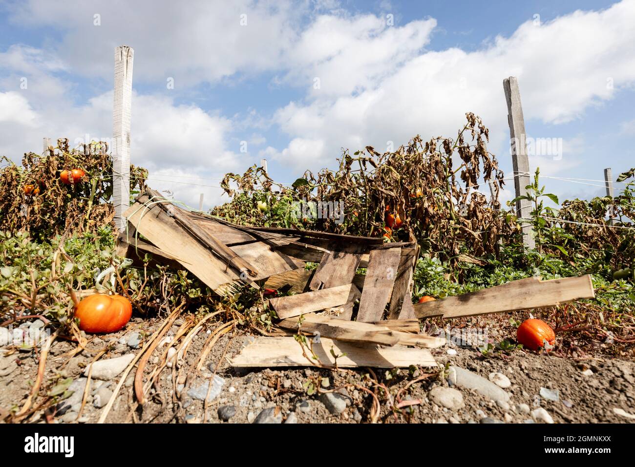 Raccolto fallito di pomodori su un campo asciutto con un crato di legno schiacciato Foto Stock