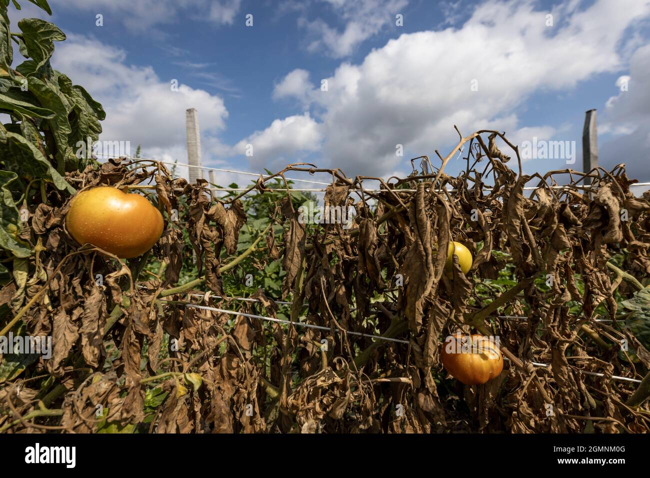 Essiccato fuori le piante di pomodoro marroni in un raccolto fallito Foto Stock